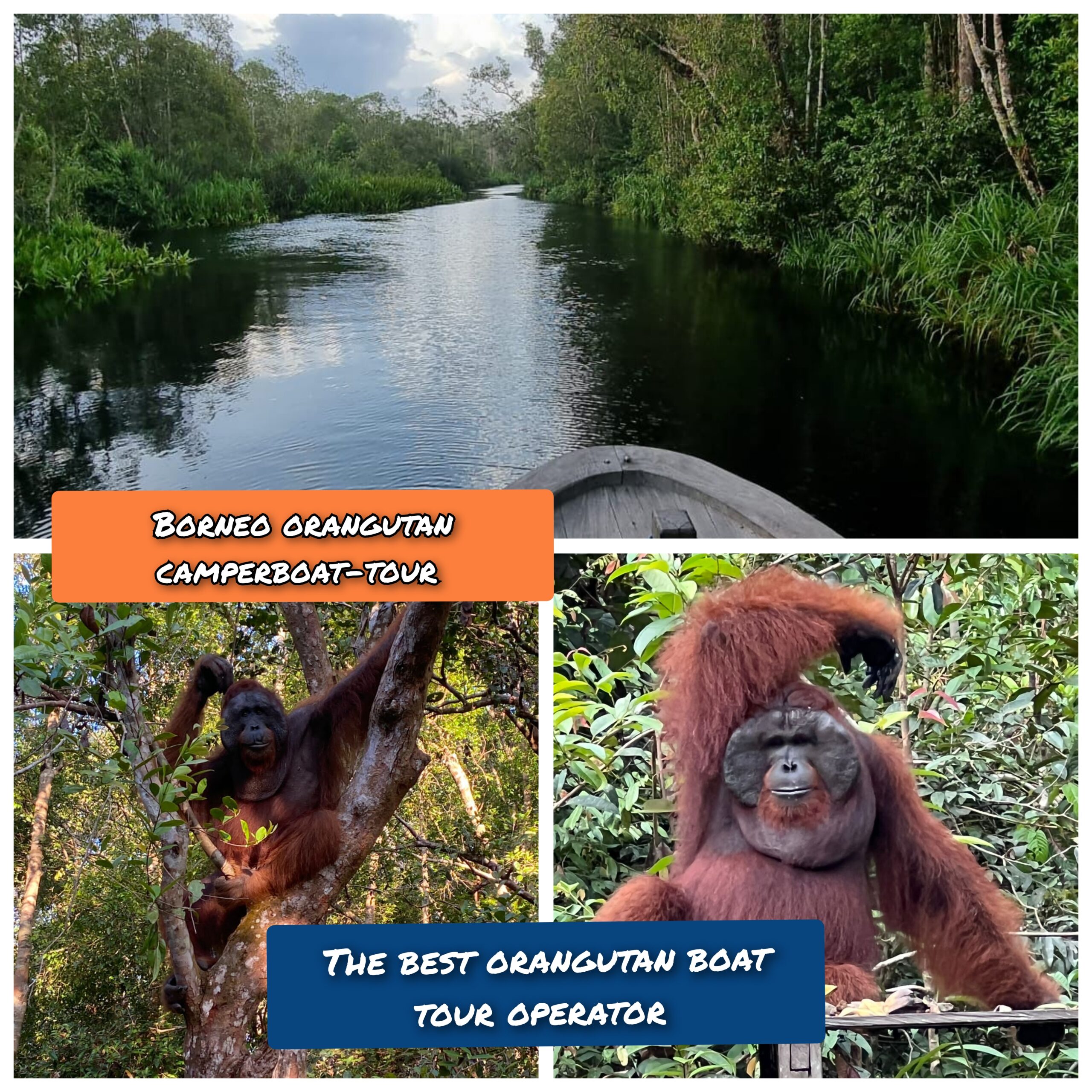 kalimantan orangutan boat tour